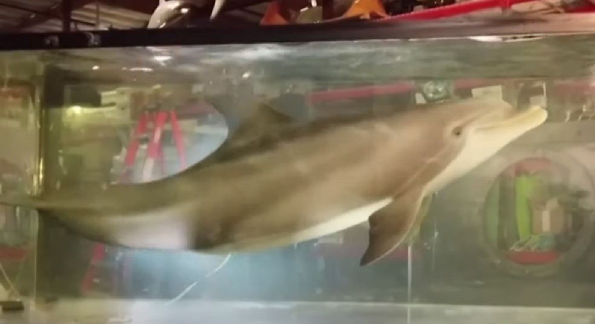 Vidite li nešto čudno u vezi s ovim dupinom? Mogli biste se iznenaditi