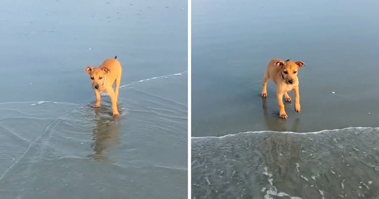 Mala Turkey prvi je put bila na plaži. Sladak video će vam izmamiti osmijeh na lice