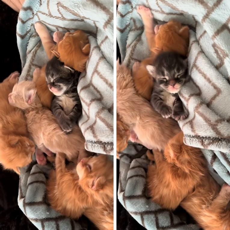 Vlasnica snimila Maine Coon mačiće kako spavaju, video će vam uljepšati dan