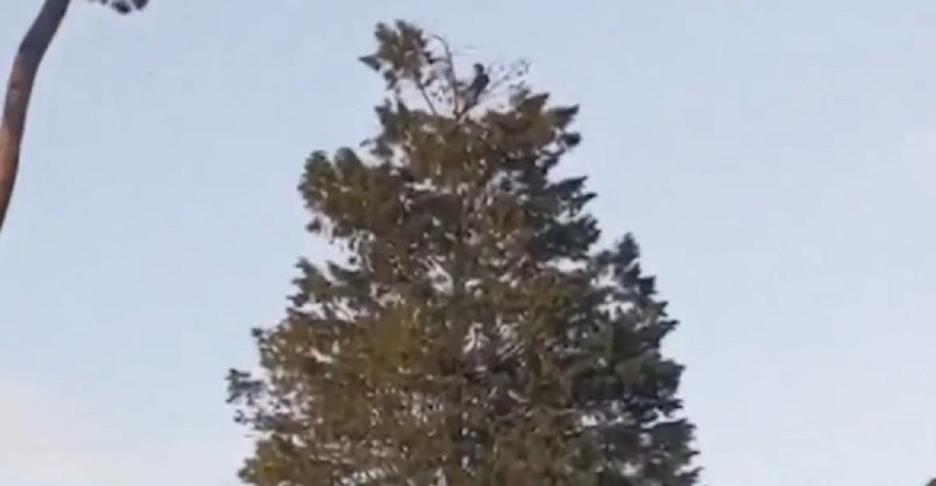 "Distanciranje na višoj razini": Prolaznike iznenadilo što je tip radio na vrhu drva