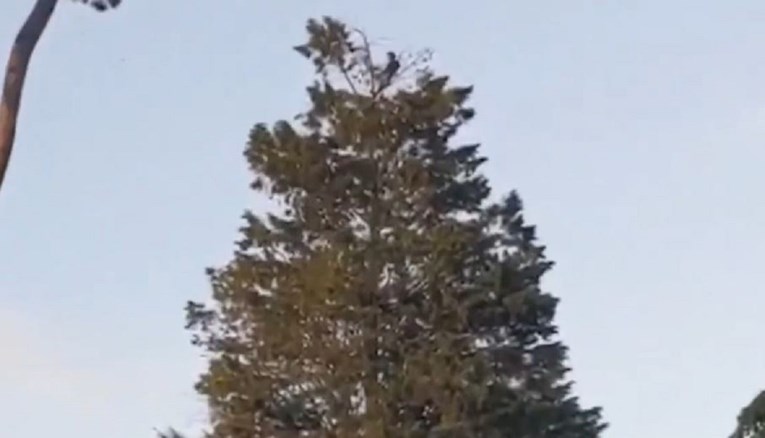 "Distanciranje na višoj razini": Prolaznike iznenadilo što je tip radio na vrhu drva