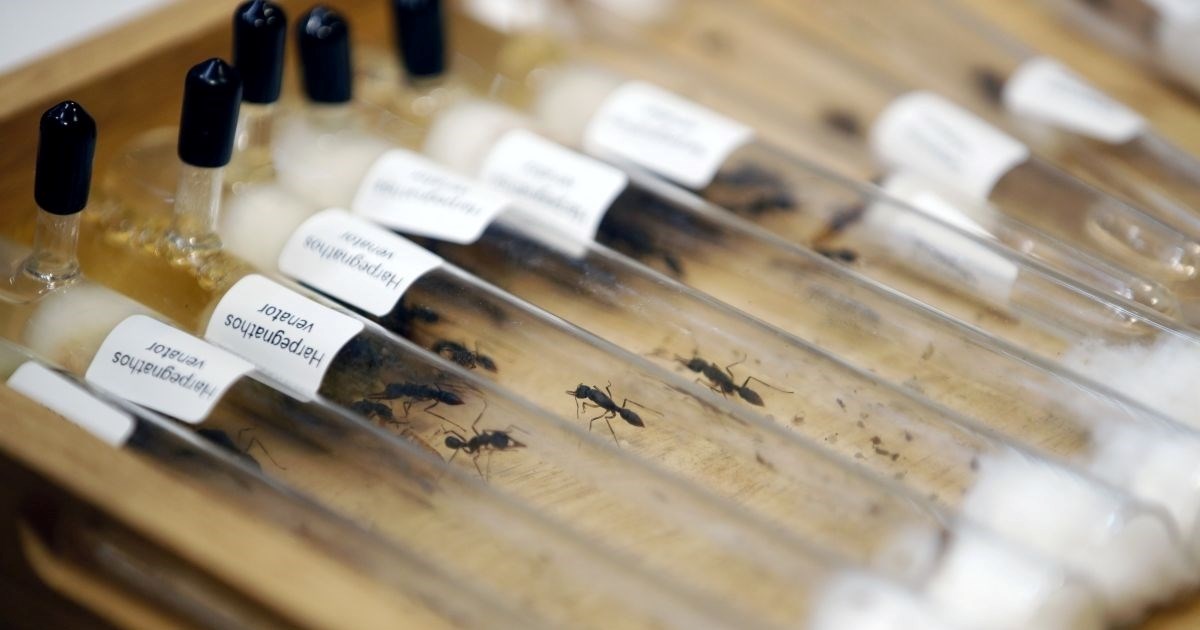 Tinejdžeri iz Belgije uhićeni zbog švercanja 5000 mrava