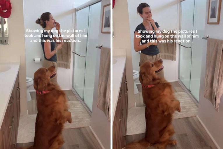 3.5 milijuna pregleda: Zlatni retriver se zaljubio u svoje slike na zidu