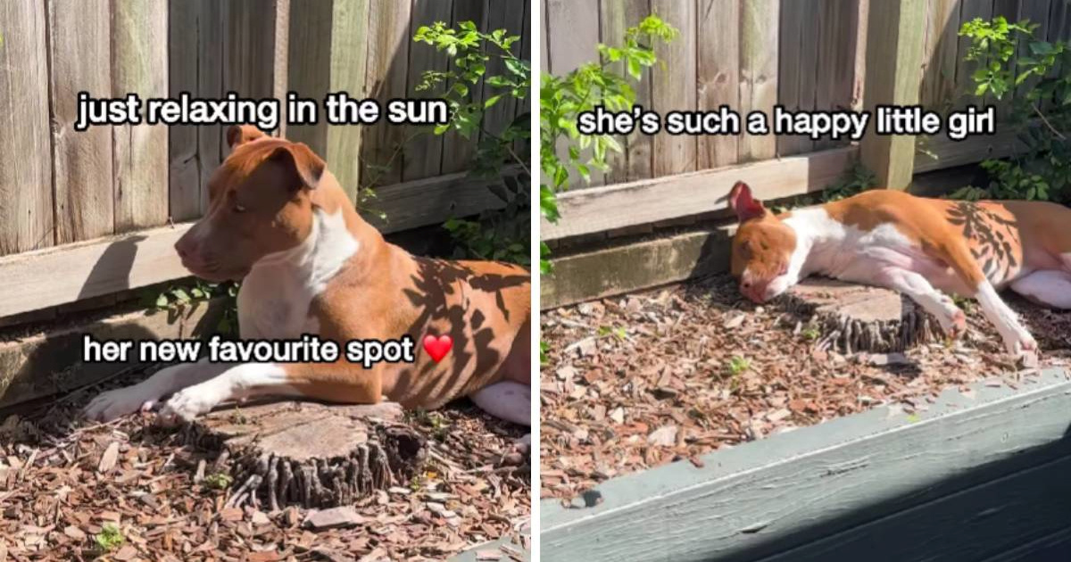 Kujica je pronašla savršeno tajno mjesto za sunčanje u vrtu