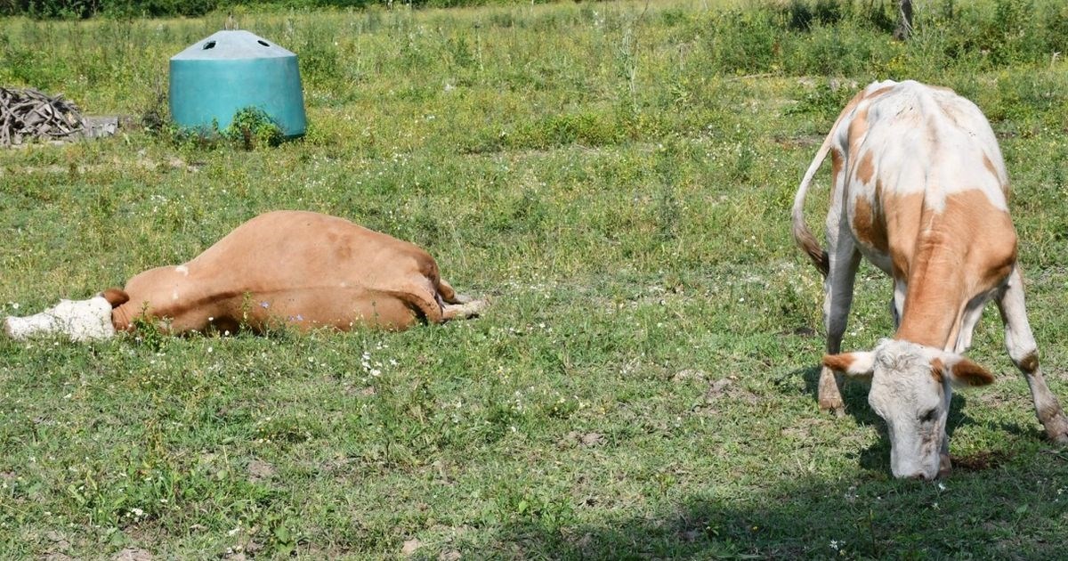 Bedrenica se širi. Potvrđeno 27 slučajeva zaražene stoke u Dalmaciji