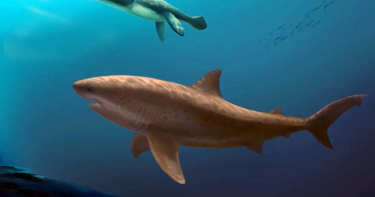 U Australiji pronađeni ostaci drevnog morskog psa. Bio je dug 8 metara