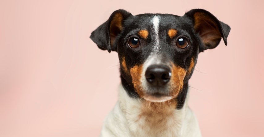 Luna, Bella, Max… Ovo su najpopularnija imena za pse u SAD-u