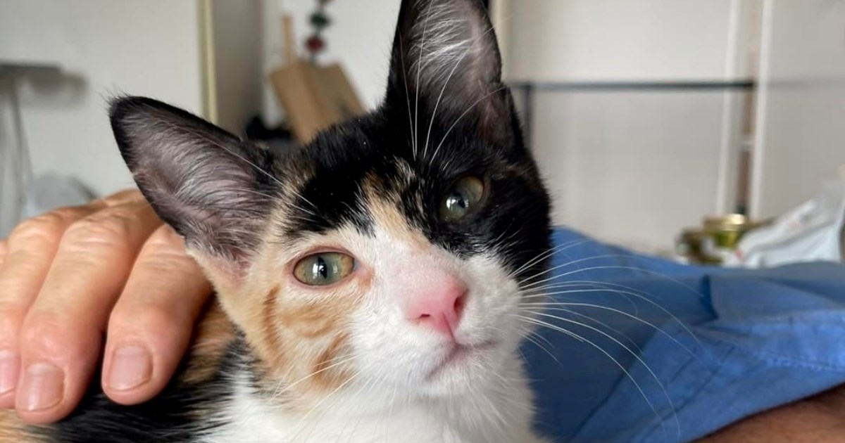 Nježna maca Elza još uvijek čeka svoj dom, pomozimo joj pronaći sreću