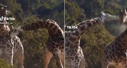 42 milijuna pregleda: Video žirafa koje se tuku nasmijao ekipu na TikToku