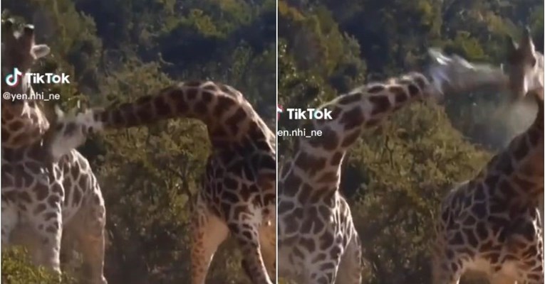 42 milijuna pregleda: Video žirafa koje se tuku nasmijao ekipu na TikToku