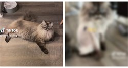 VIDEO Odveli perzijske mačke frizeru pa se šokirali kad su ih ponovno ugledali
