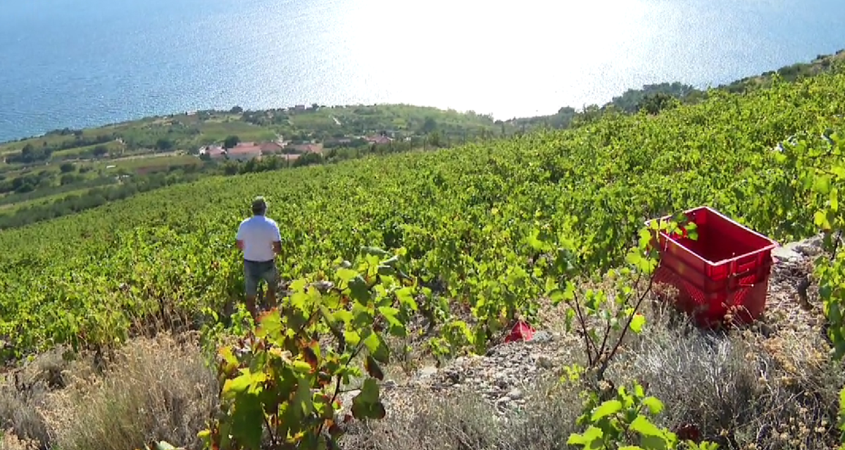 Divlje svinje pojele grožđe uoči berbe na Pelješcu