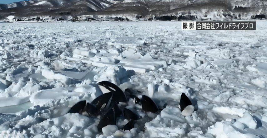 Jato kitova ubojica uspjelo se izvući iz leda u kojem je bilo zarobljeno od jučer