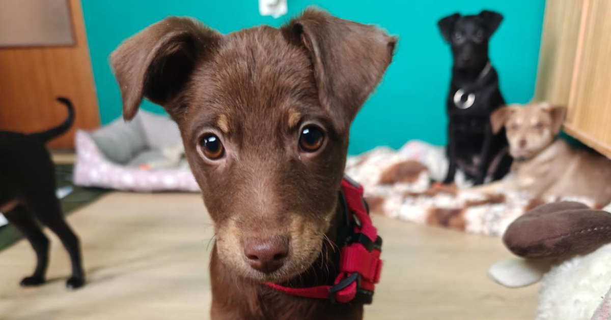 Četiri preslatka štenca hitno traže novi dom