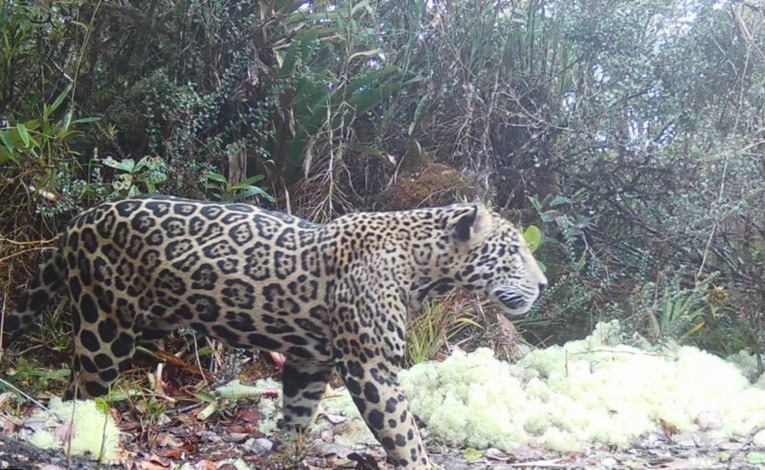 U planinama Hondurasa nakon deset godina snimljen rijetki "oblačasti jaguar"