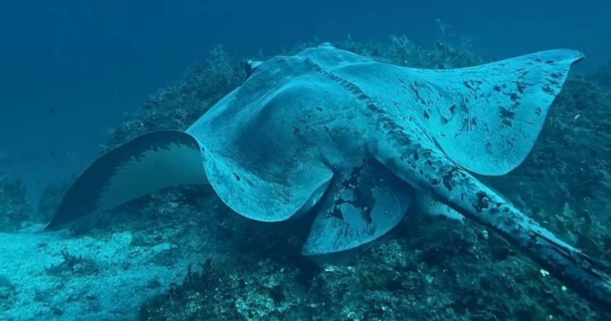 Kod Lastova snimljena veličanstvena vrsta: "Prilika koja se pruža jednom u životu"