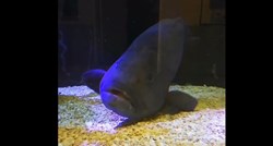 Riba koja poždere sve druge ribe koje joj stave u akvarij usamljena je i depresivna