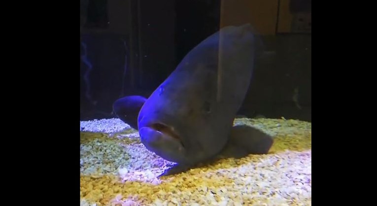 Riba koja poždere sve druge ribe koje joj stave u akvarij usamljena je i depresivna