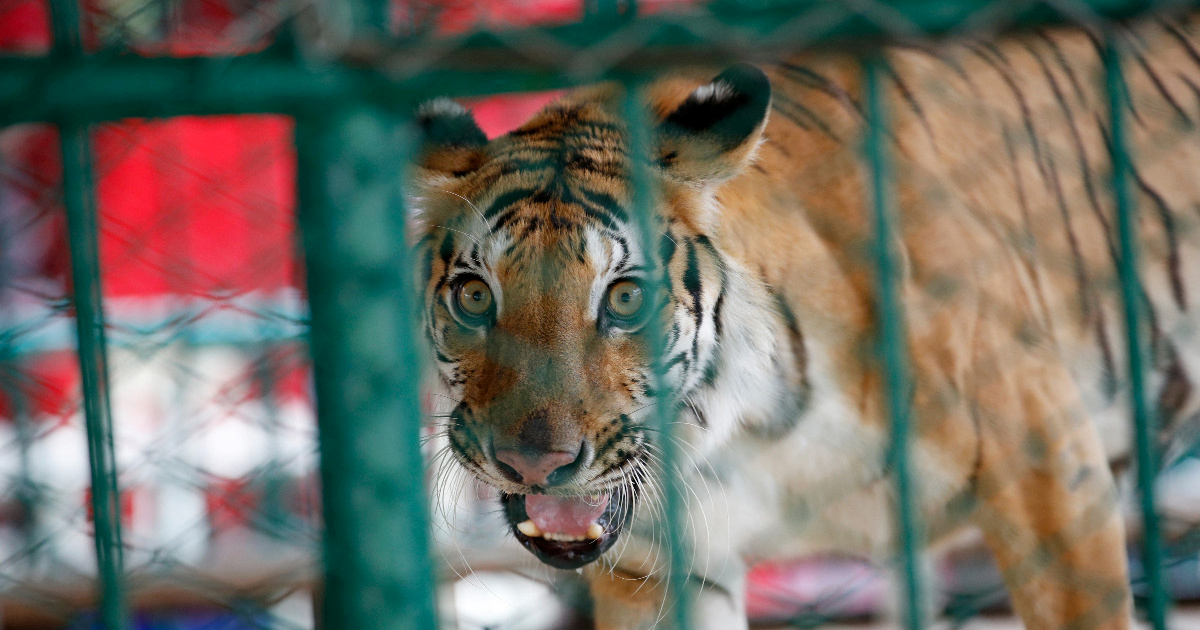 U turističkom parku na Tajlandu uginula 72 tigra u dva tjedna. Istražuje se uzrok