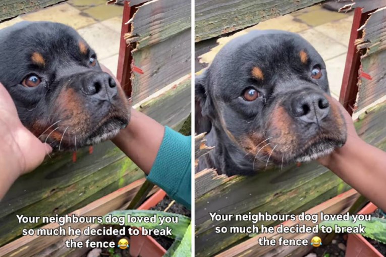 Rotvajler napravio rupu u ogradi kako bi se družio sa susjedima