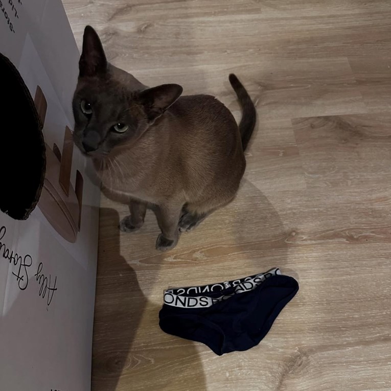 Mačak Leo terorizira susjedstvo krađom odjeće