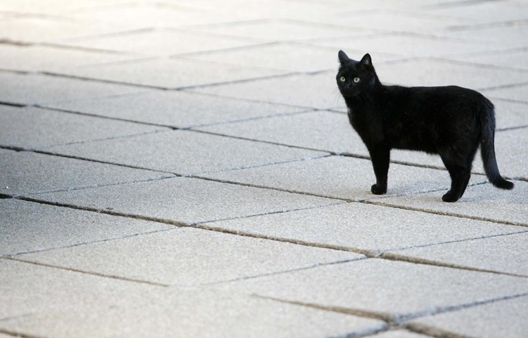 Proslavimo Međunarodni dan mačaka uz nekoliko zanimljivosti