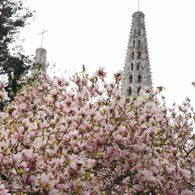Prošetali smo Ribnjakom i snimili prekrasnu magnoliju. Pogledajte fotke