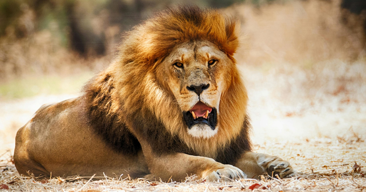 Pet lavova na Novom Zelandu spašeno je od eutanazije