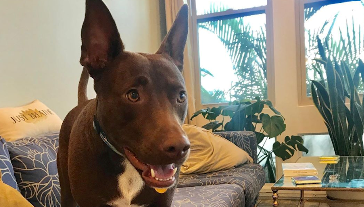 Vlasnica naučila kujicu "pričati" i sada savršeno razumiju jedna drugu