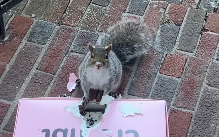 Drska vjeverica ukrala rođendanske kolačiće, dokaz na njušci nije mogla sakriti