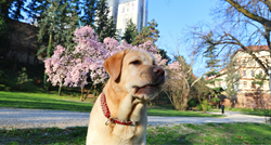 Ovaj pas u Zagrebu dolazak proljeća proslavio je onako kako najviše voli - šetnjom