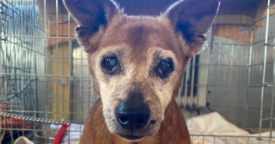 Pas kojeg zna čitav Zadar završio u azilu: "Ima 18, tu će vjerojatno dočekati kraj"