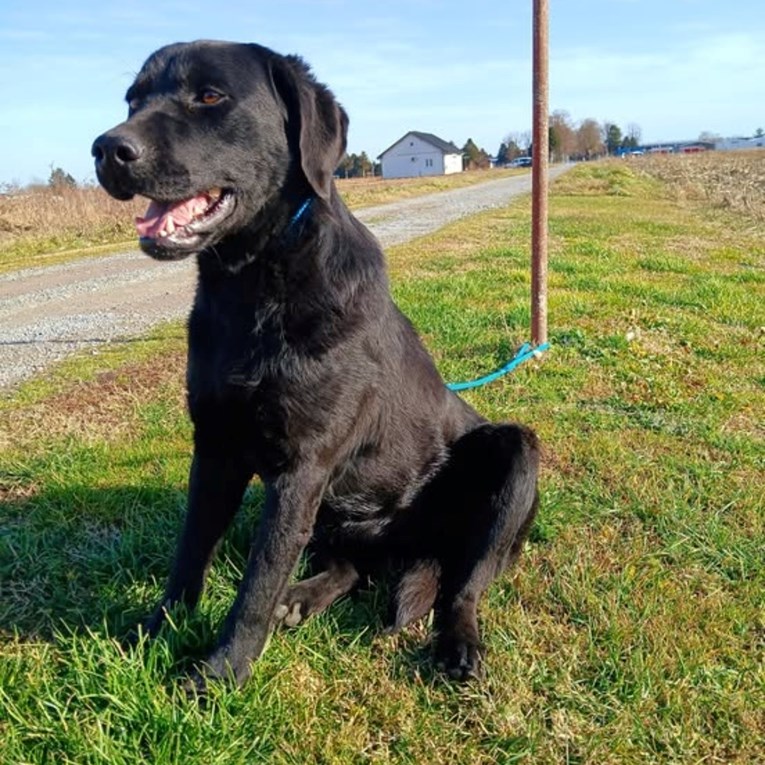 Šeli traži dom: Umiljata, mirna i savršena za obitelj s djecom