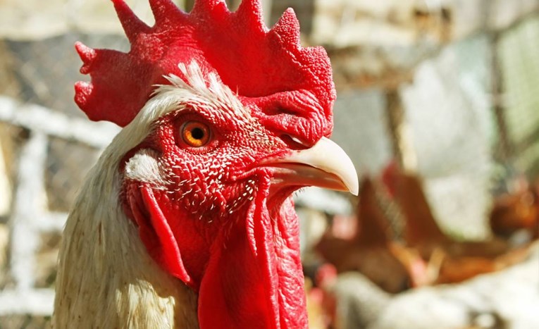 Stvorene GMO kokoši otporne na virus. Možda nas zaštite od ptičje gripe