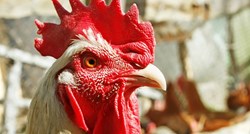 Stvorene GMO kokoši otporne na virus. Možda nas zaštite od ptičje gripe