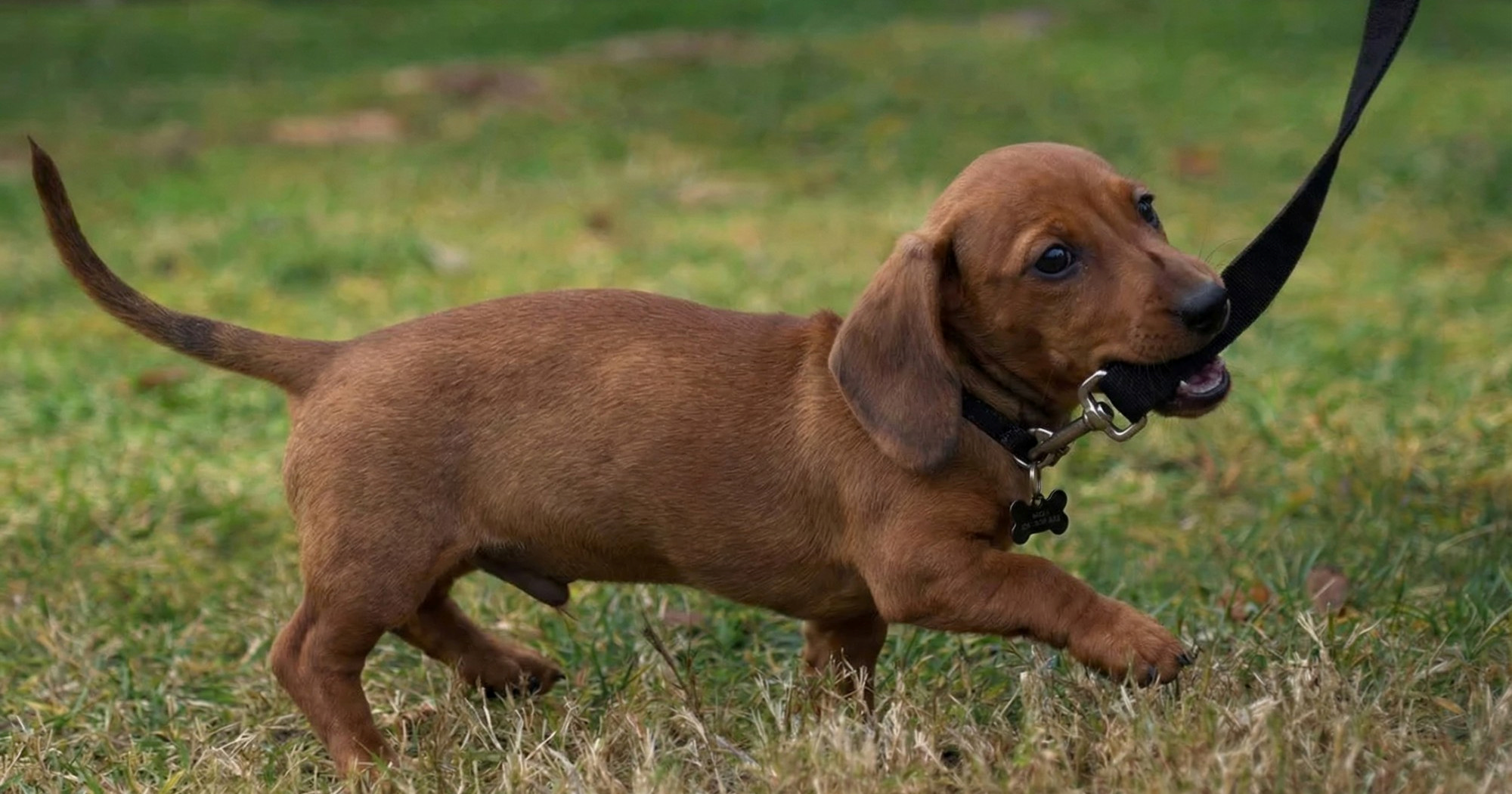 Kako naučiti štene pravilno hodati na povodcu
