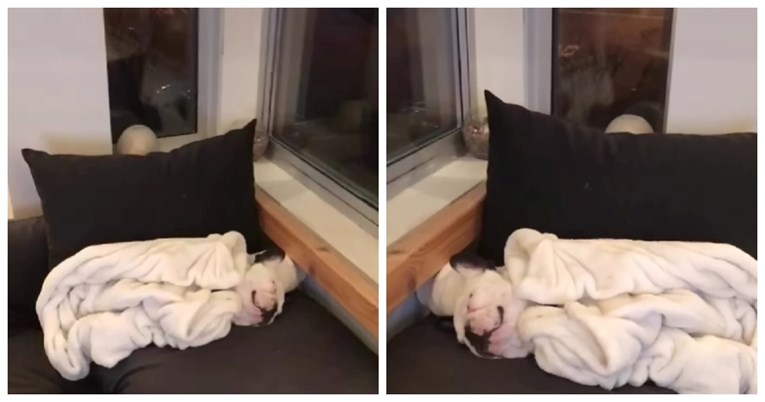 "Kao da je odradio noćnu smjenu": Francuski buldog postao je hit zbog jedne stvari