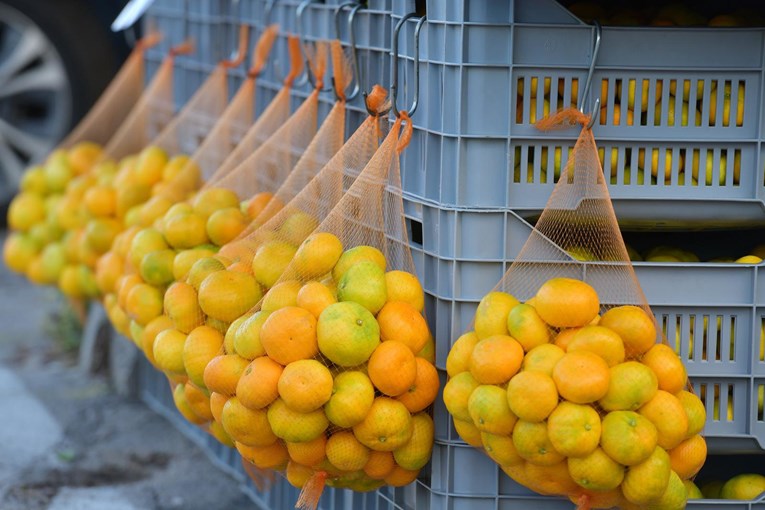 Dubrovnik donirao Vukovaru 10 tona mandarina. "Gajimo slobodu i zajedništvo"