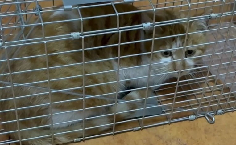 Sadisti diljem svijeta muče i ubijaju mačke zbog novca i fetiša