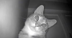 Mačka otkrila nadzornu kameru na vrhu hladnjaka, njena reakcija je urnebesna