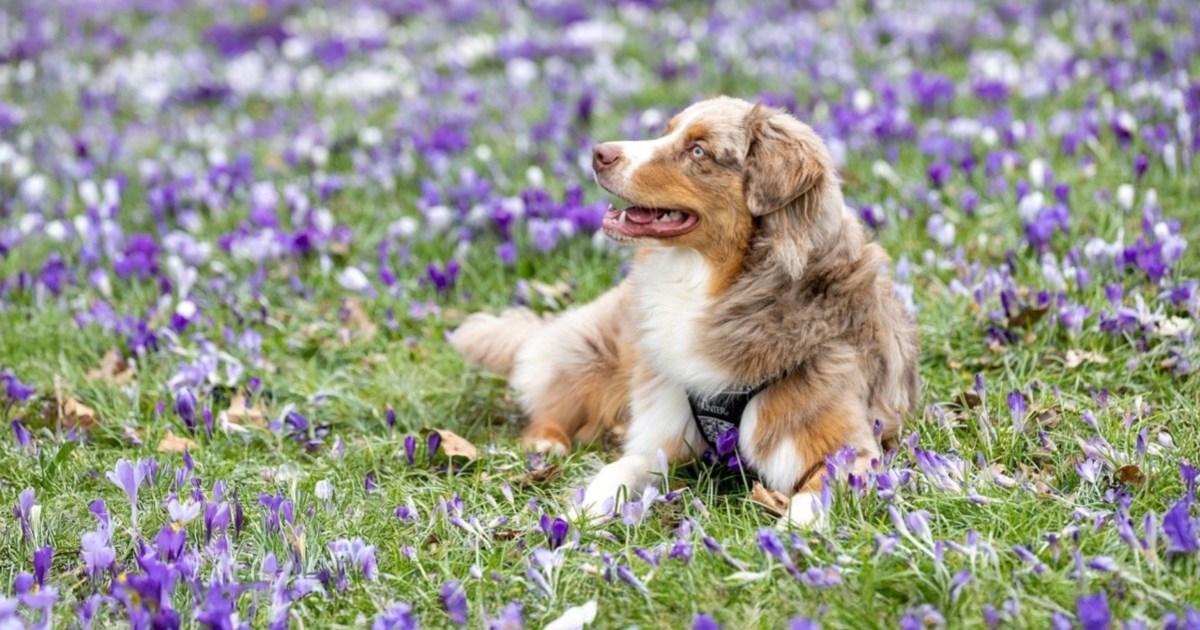 Sezonske opasnosti za kućne ljubimce: Na što posebno paziti u proljeće?