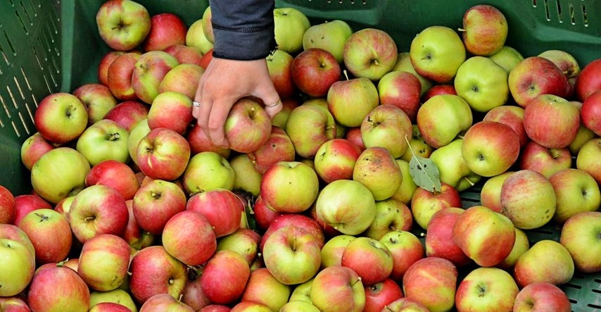 U jabukama jednog hrvatskog OPG-a povećana količina pesticida: "Rizik je ozbiljan"