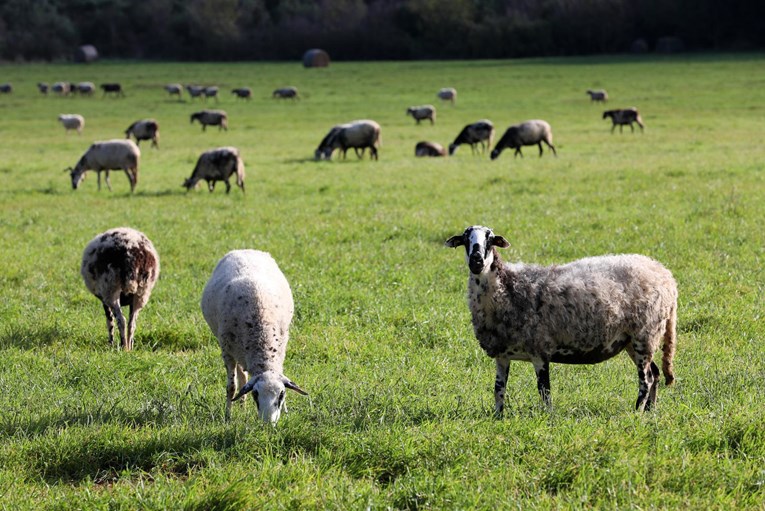 Uzgajivači ovaca i koza traže snižavanje PDV-a na sir s 25 na 5%