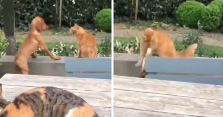 Mačka koja brani psa od druge mačke postala je viralna: “Samo ga probaj pipnuti”