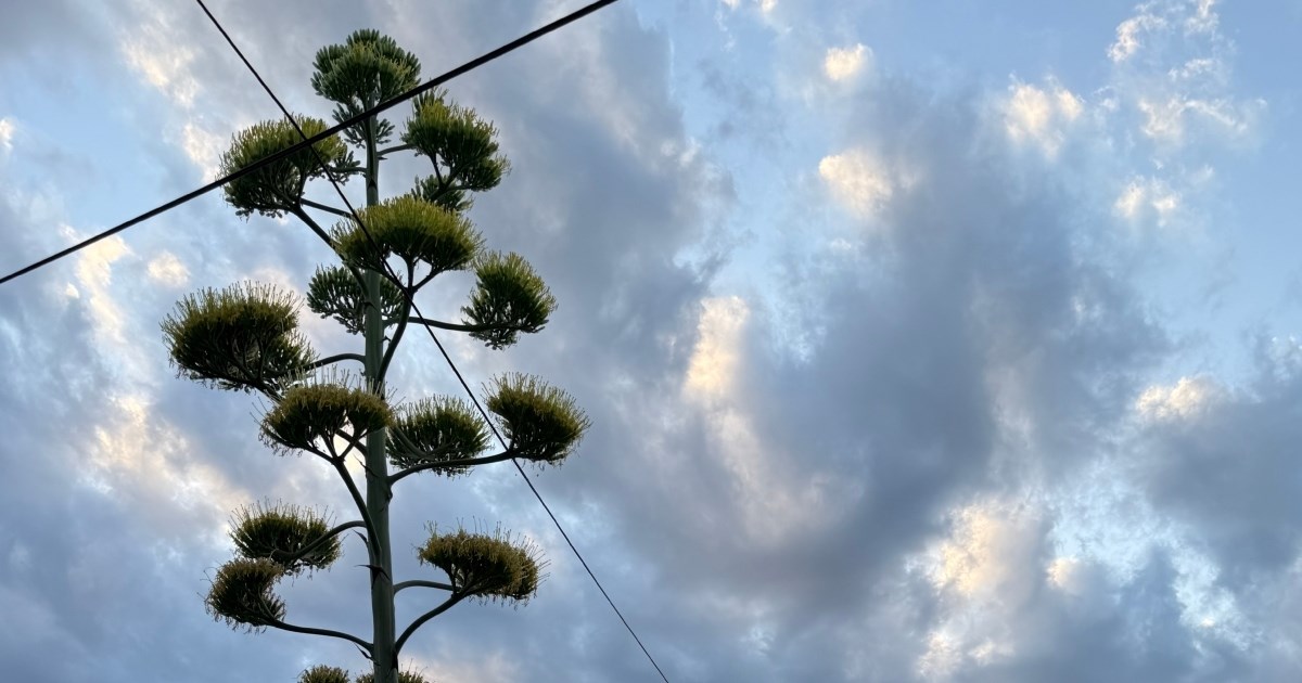 I na Krku procvjetala biljka koja cvate jednom u desetljeću, pogledajte prizore
