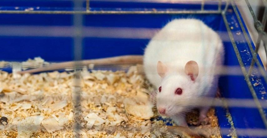 Produžen život najstarijem laboratorijskom štakoru: "Želimo pomladiti ljude"