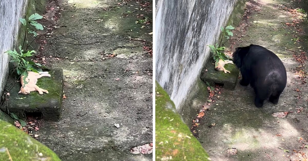 Mačka lutalica ušetala u zoološki vrt i uselila se u medvjeđu nastambu