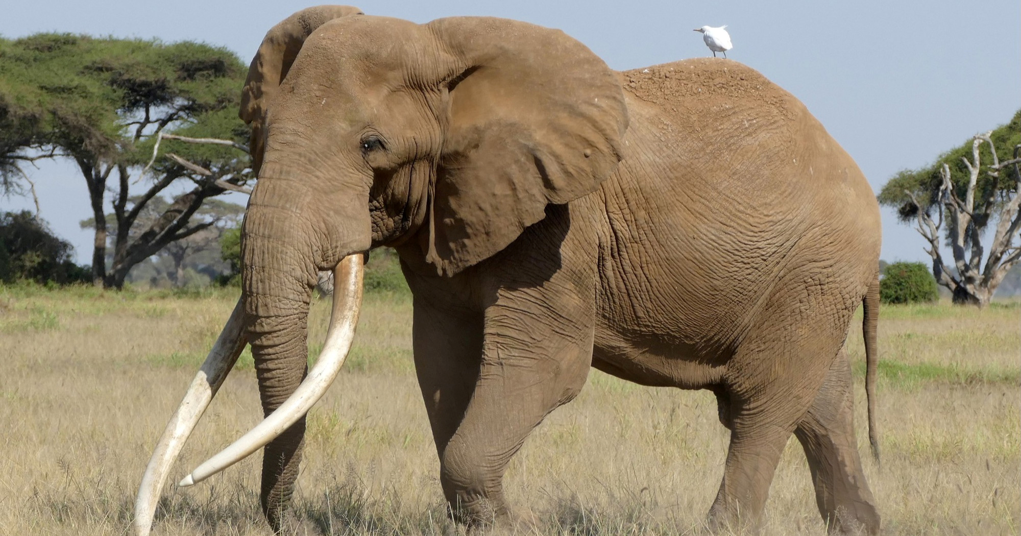 Uginuo slon Craig, ambasador kenijskog pivskog brenda Tusker