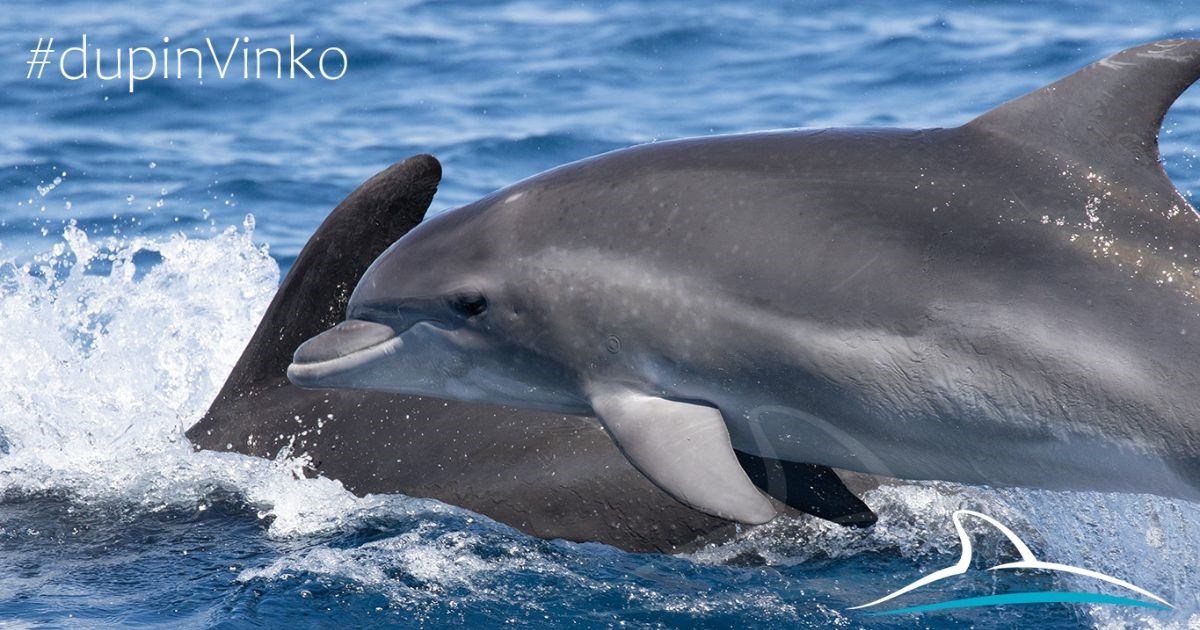 Vinko je prvi dupin u Jadranu sa satelitskim odašiljačem