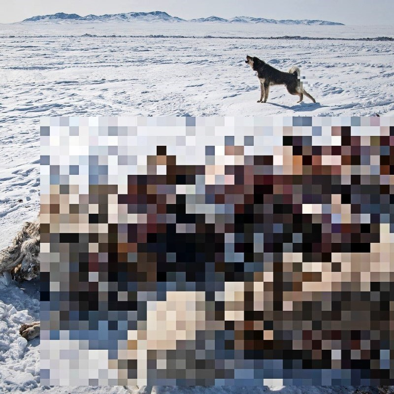 Ekstremna zima u Mongoliji. Uginulo preko dva milijuna životinja